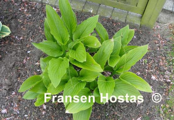 Hosta Green Summer Fragrance